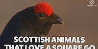 These Scottish animals are quite up for a wee scrap | Highlands - Scotland's Wild Heart