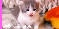 Adorable American Curl Kittens Explore Their Home | Too Cute!