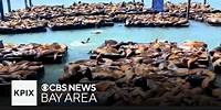 Sea Lion Invasion on Pier 39 in San Francisco Brings Highest Numbers in 15 Years!