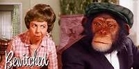 Darrin The Chimp Is Lost! I Bewitched