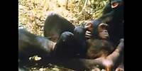 The Chimps of Gombe Part 2