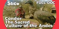 Capturing the Sacred Condor in the Andean Highlands | SLICE | FULL DOCUMENTARY