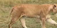 Injured lion searches for help in the African jungle - BBC wildlife