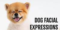 Dog Facial Expressions: Understanding Dog Body Language