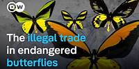 Butterfly hunters and the global trade in endangered species | DW Documentary