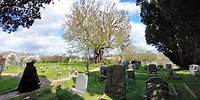 Field Mapel Tree, Oldest in England, Downham Essex, March 2024. #ancienttrees