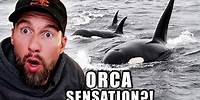SENSATION! Werden diese Orcas als unterschiedliche Tierarten anerkannt? | Robert Marc Lehmann