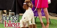 Hund mit Blog - Stans große Liebe - Staffel 3 im DISNEY CHANNEL