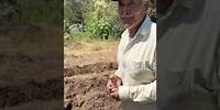Don Guicho transplanta sus plantas de chile en su milpa