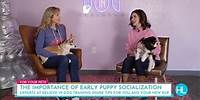 Socializing Your New Puppy with Stephanie Bennett