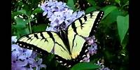 Butterfly James Blunt