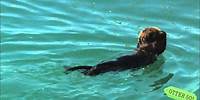 Sea Otter Pup Covers Eyes with Paws