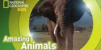 African Elephant 🐘 | Amazing Animals