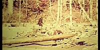 Bigfoot Man or Beast BEST Sasquatch documentary 1972 Patterson-Gimlin film Robert Morgan full movie