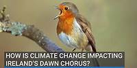 How is climate change impacting Ireland's dawn chorus?