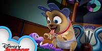 Young Pups | Puppy Playcare | Puppy Dog Pals | Disney Junior