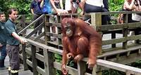 Get Up Close To Orangutans At Sepilok Sandakan Orangutan Rehabilitation Centre