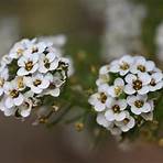 nome de flores bonitas2