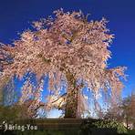 祇園的夜櫻是什麼樣的櫻花林?1