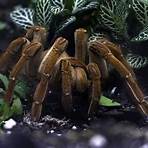 goliath spider4