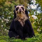 what is a spectacled bear5