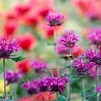 how do you care for a bee balm plant for sale3