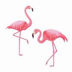 flamingos bilder2