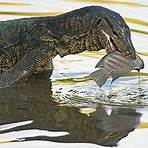 monitor lizard1