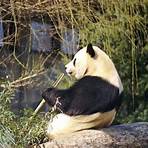 is a panda a bear or marsupial animal in the wild1