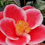 sadaharu oh camellia2