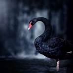 black swan gefährlich1
