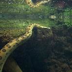is the anaconda endangered type3