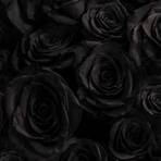 Black Rose5