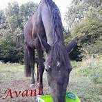 liste des chevaux à adopter1