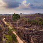 consequências do desmatamento na amazônia3