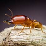 what kind of wood can termites live in your home3