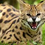 serval3