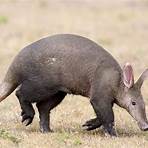 Do aardvarks have good hearing?3