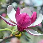 magnolia cos'è3