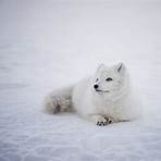 arctic fox3