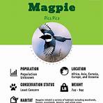 Magpie2