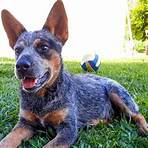 derek hough blue heeler4