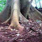 tipos de raízes de plantas3