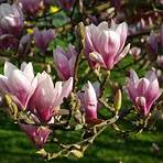 magnolias3