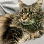 maine coon rescues for adoption2