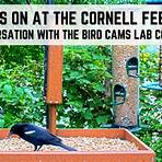 cornell lab bird cams live3