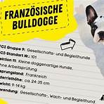 french bulldog1