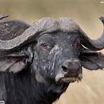 animals with horns5