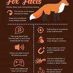 Foxes3