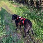 gps ortung hund3